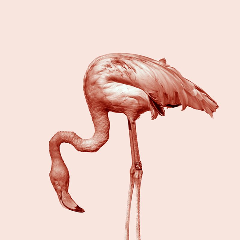monochrome pink flamingo nr2